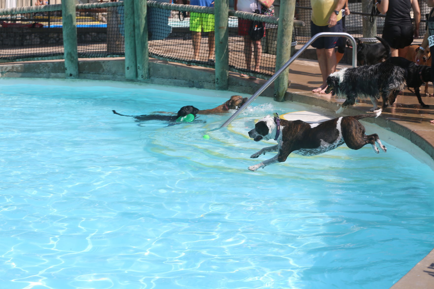 090919_gal_WWdogs (25)